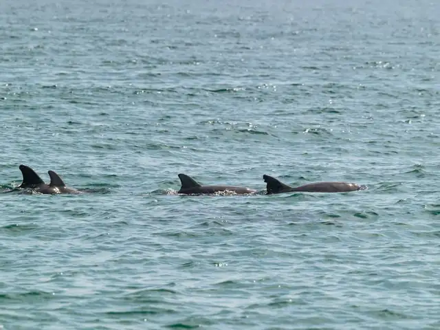 Dolphin watching & caves cruise